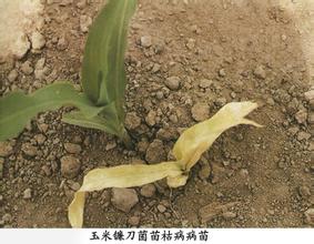 玉米镰刀菌苗枯病
