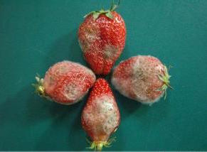 草莓镰孢霉果腐病