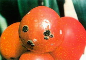 番茄青霉果腐病