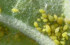 梨黄粉蚜