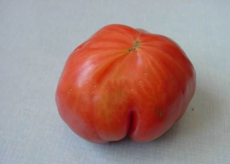 番茄网筋果