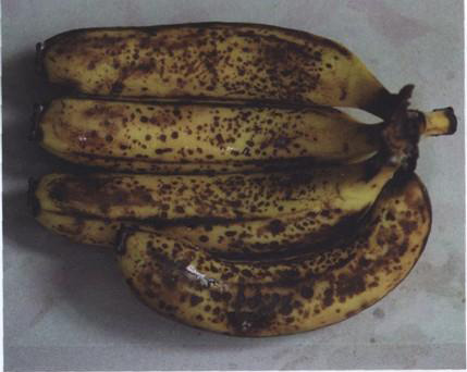 香蕉黑星病