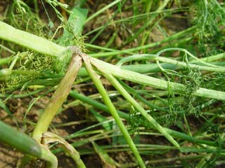 茴香菌核病