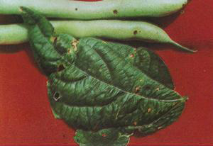 菜豆细菌性叶斑病