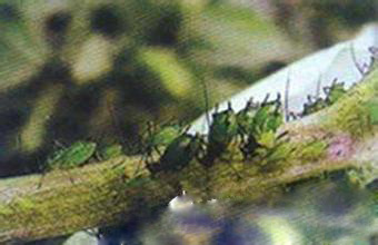豌豆修尾蚜