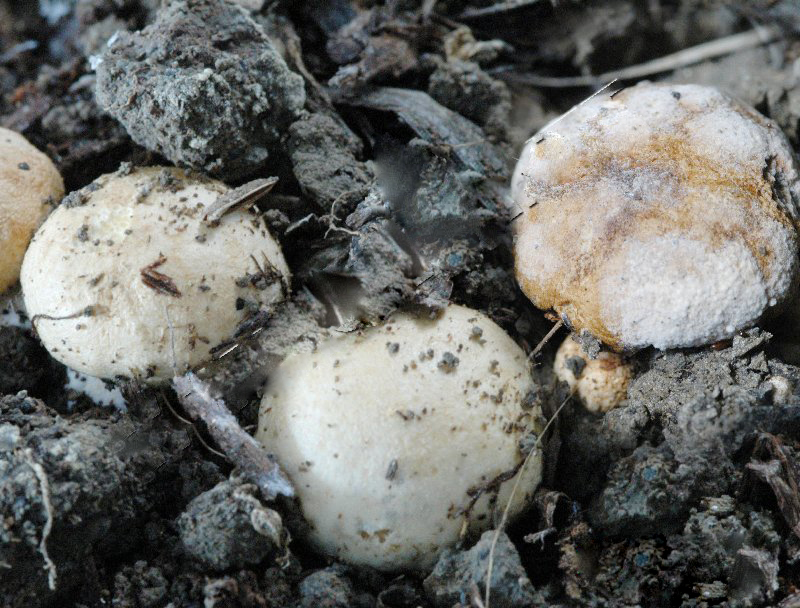 蘑菇褐腐病