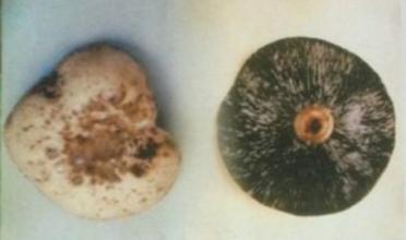 蘑菇菌盖斑点病