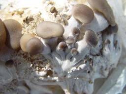 蘑菇病毒病