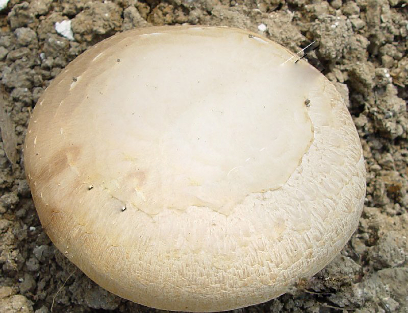 蘑菇干腐病