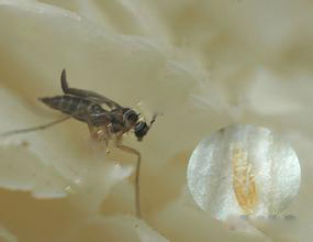 草菇折翅菌蚊