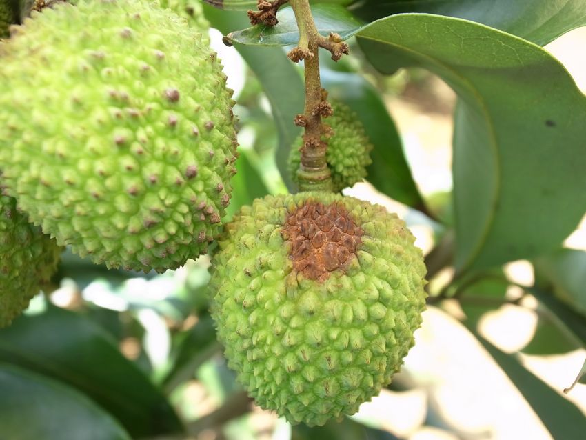 荔枝霜疫霉病