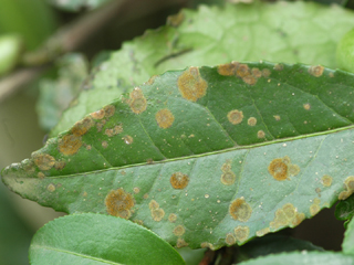 英文名tea algae leaf spot异名茶树白藻病 茶藻斑病是老叶部位的常见
