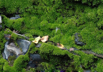 茶树苔藓、地衣