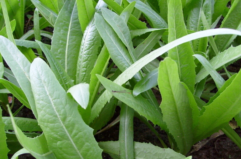 油麦菜  