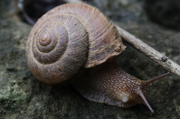 莴笋:同型巴蜗牛