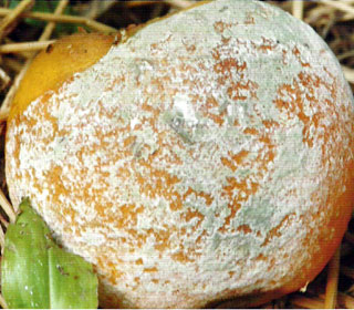 桔青霉菌图片
