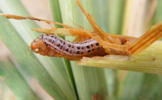 条螟proceras venosatum (walker)属鳞翅目,螟蛾科,又称高粱条螟,甘蔗