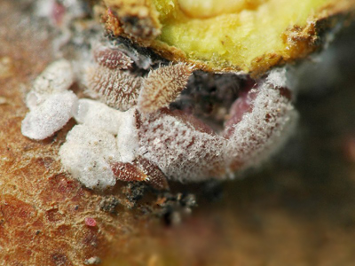 石榴囊毡蚧图片