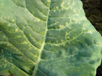 花椰菜:花椰菜病毒病