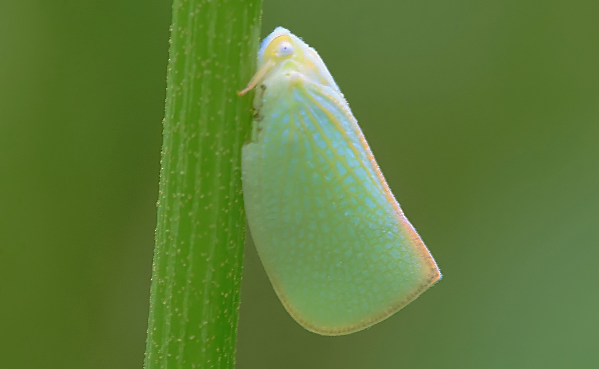 芒果:白蛾蜡蝉