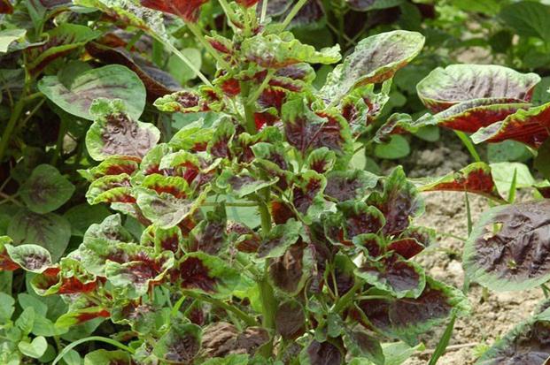 苋菜:苋菜病毒病