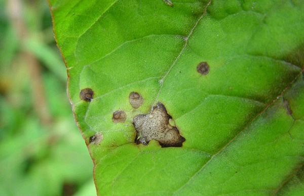 苋菜:苋菜褐斑病