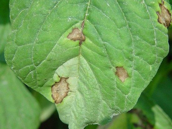 苋菜:苋菜黑斑病